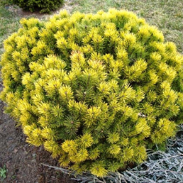        Pinus mugo Winter gold